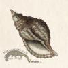 Merian Shell 1